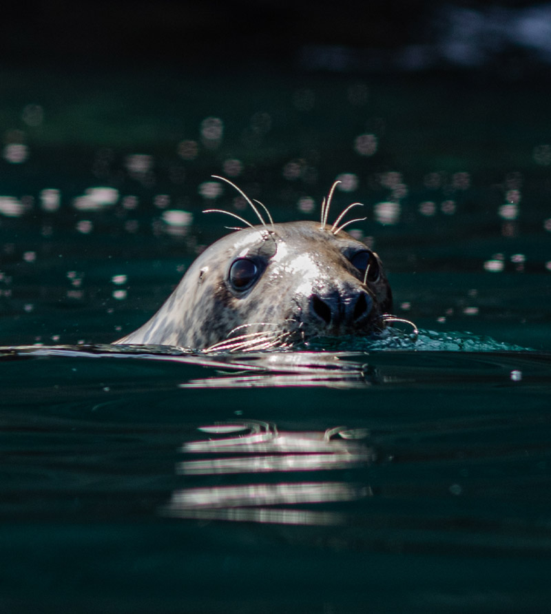Swim with Seals
