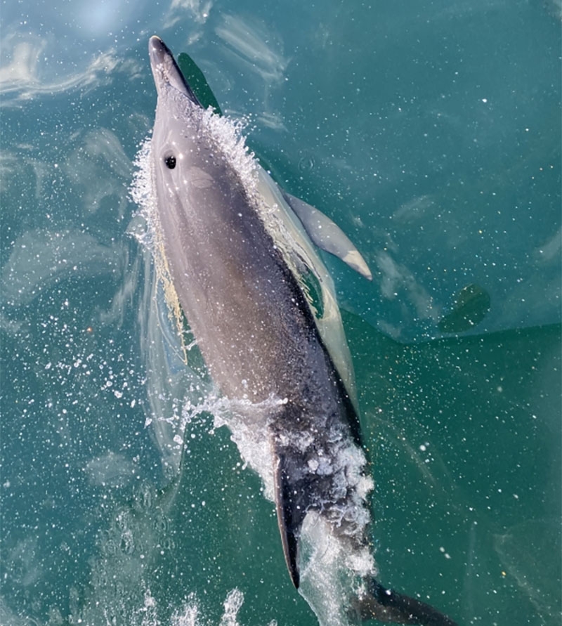 Wildlife Cruises