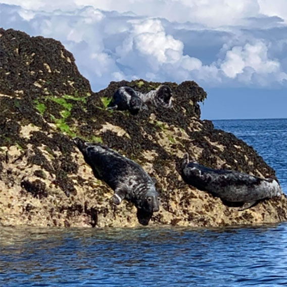 2.5 Hour Smugglers Caves, Seals & Lighthouse Catamaran Cruise