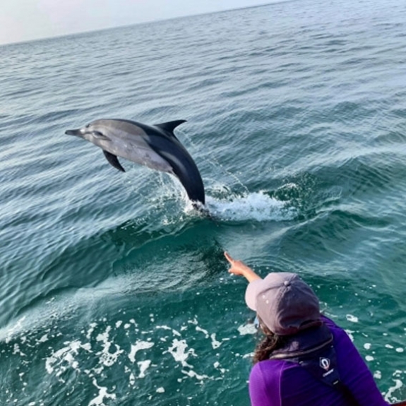 2 Hour Dolphin Safari