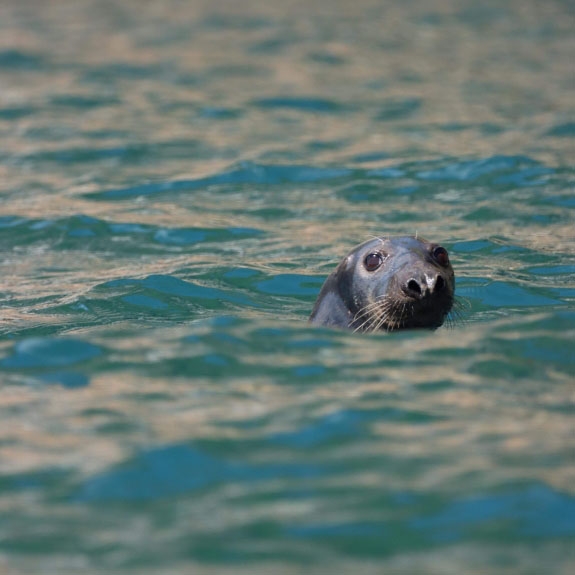 2 Hour Seals and Lighthouse Catamaran Cruise